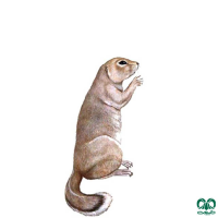 گونه سنجاب زمینی Spermophilus fulvus